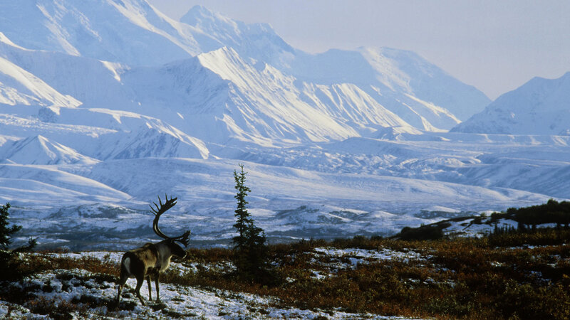 Caribou in Snowy Landscape