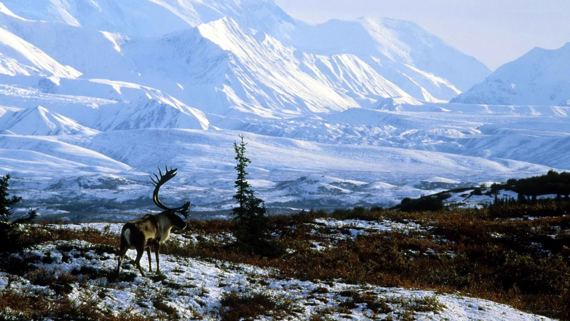 Caribou in snowy mountains