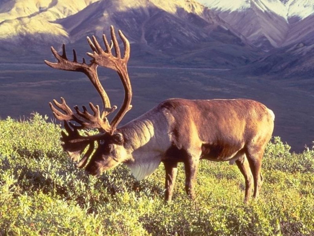 Caribou in tundra landscape