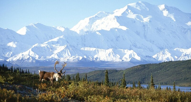 Caribou in Tundra