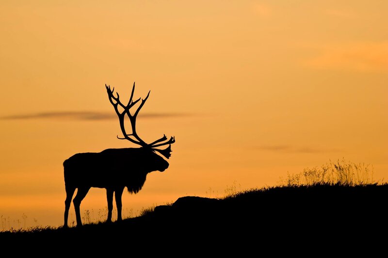Caribou Silhouette