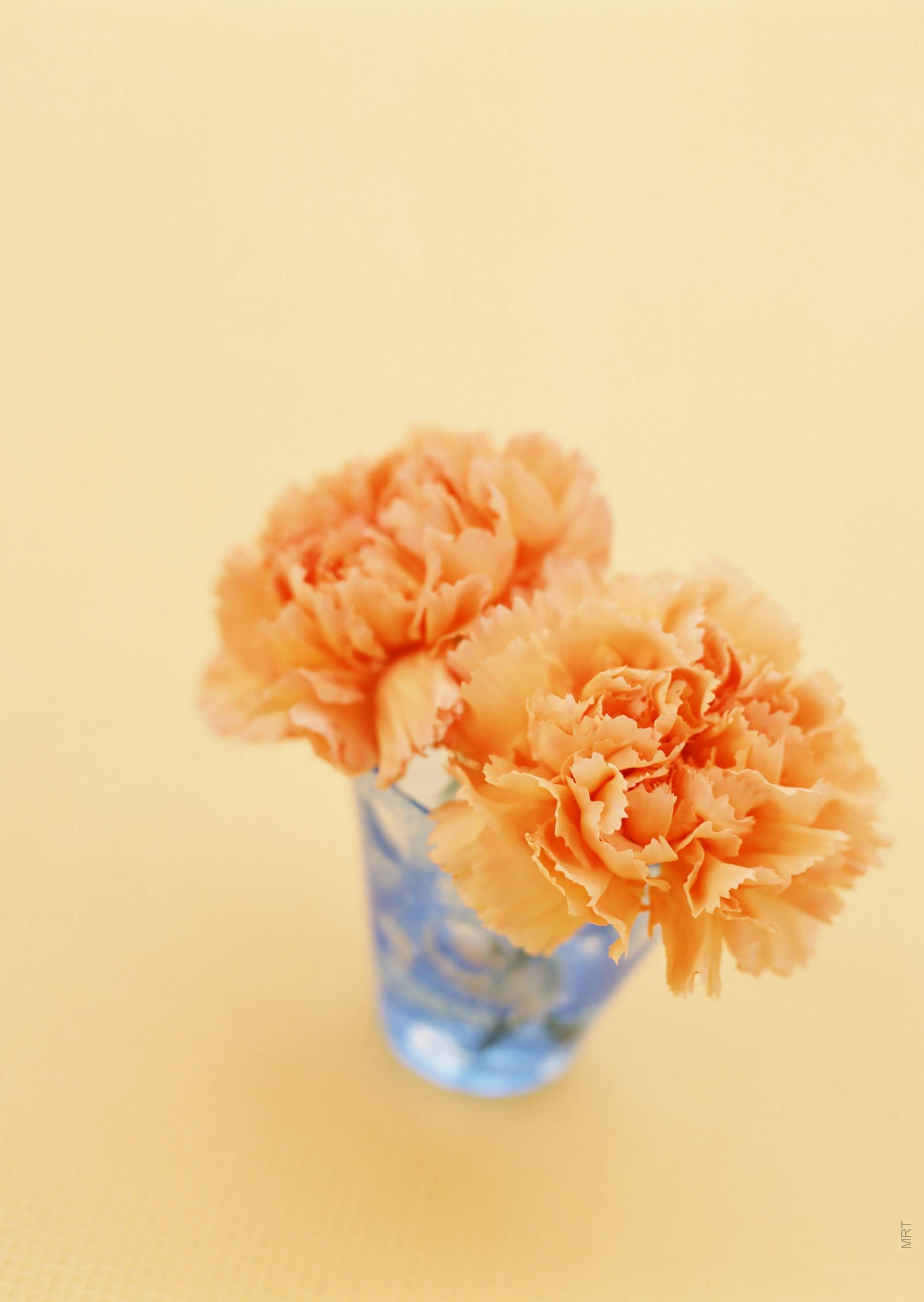Carnations in a blue vase