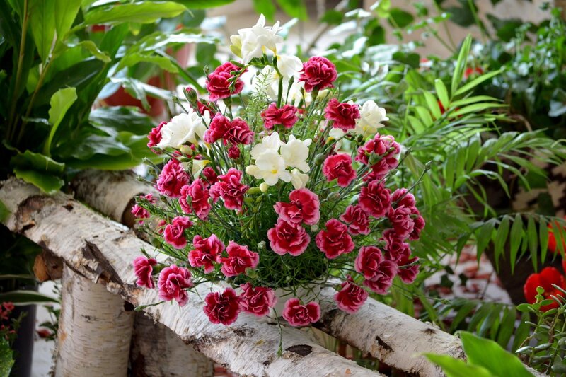 Carnations in a Bouquet — Red