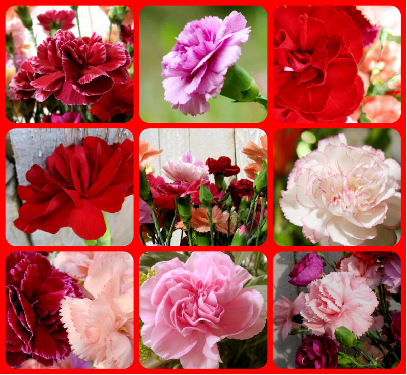 Carnations in a Collage
