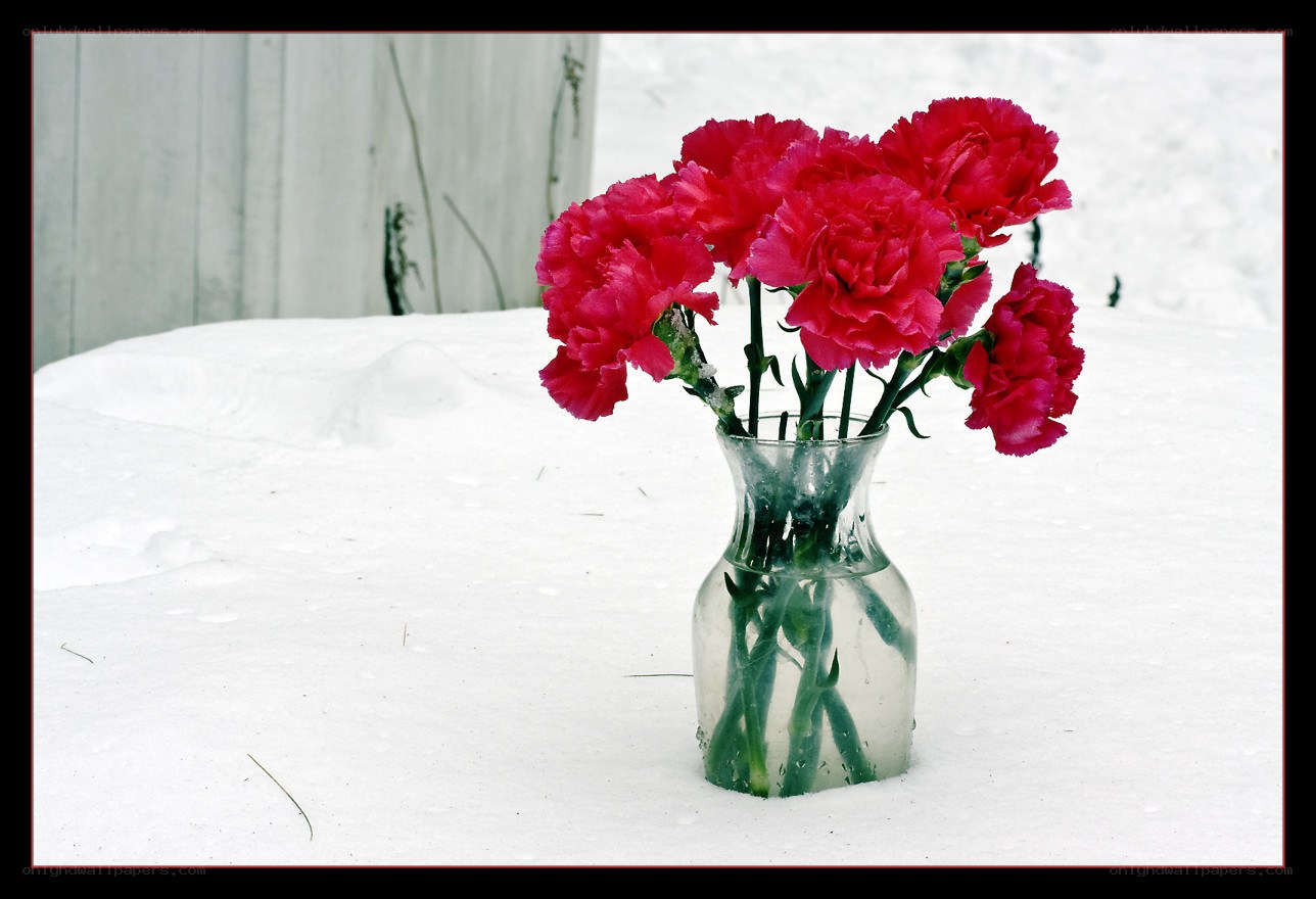 Carnations in a vase on snow