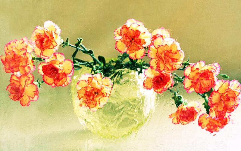 Carnations in a Vase