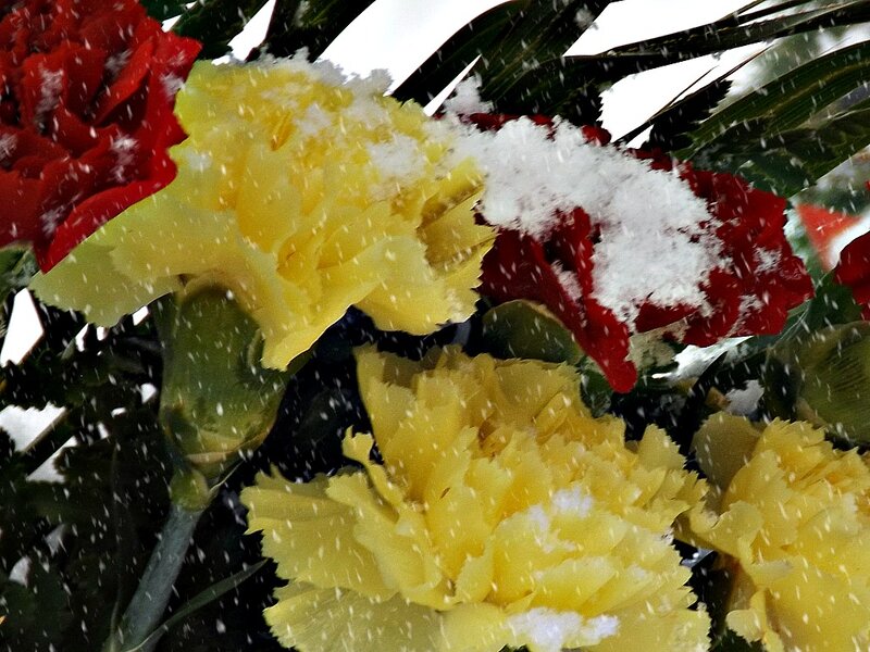 Carnations in Snow