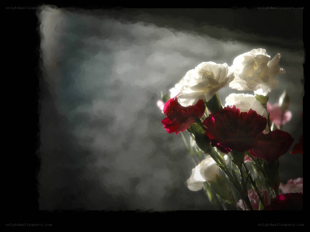 Carnations in soft light
