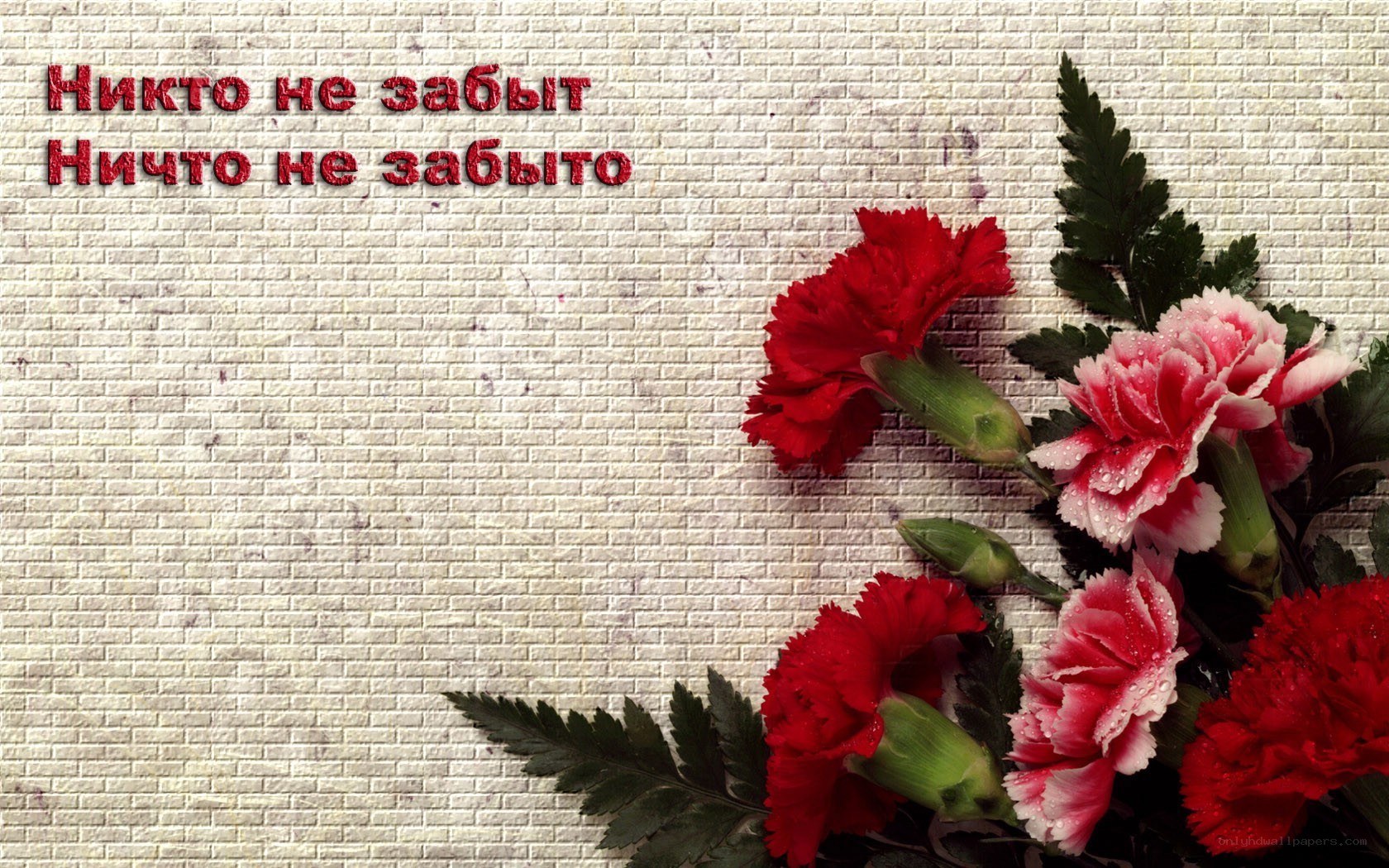 Carnations on brick wall
