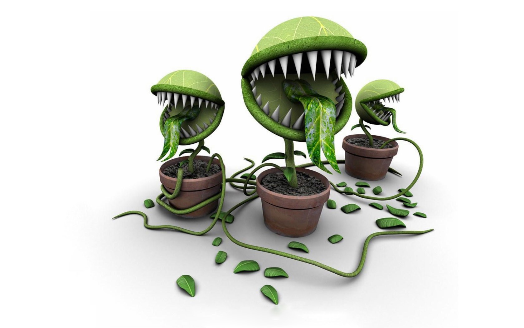carnivorous plants in pots