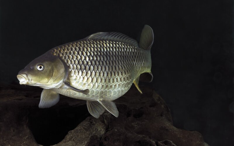 carp fish in aquarium