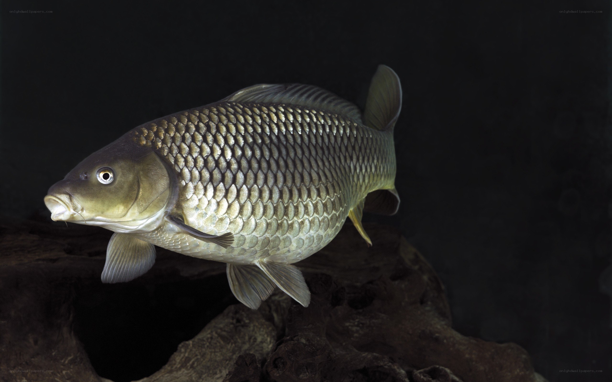 carp fish in aquarium