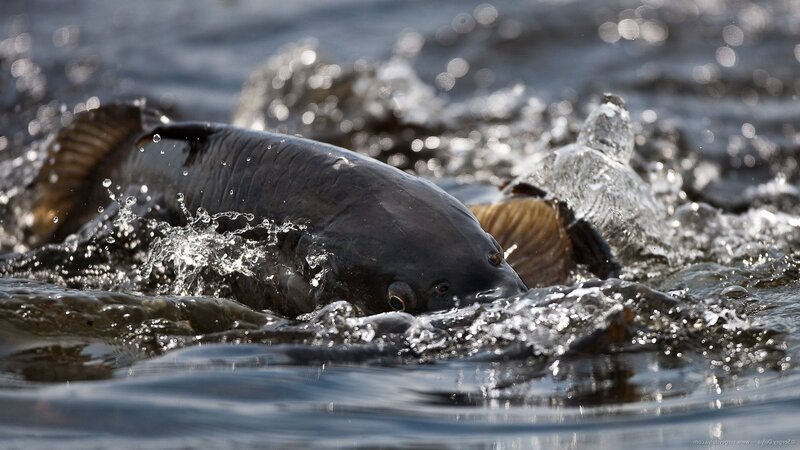 Carp Fish in Water — Black