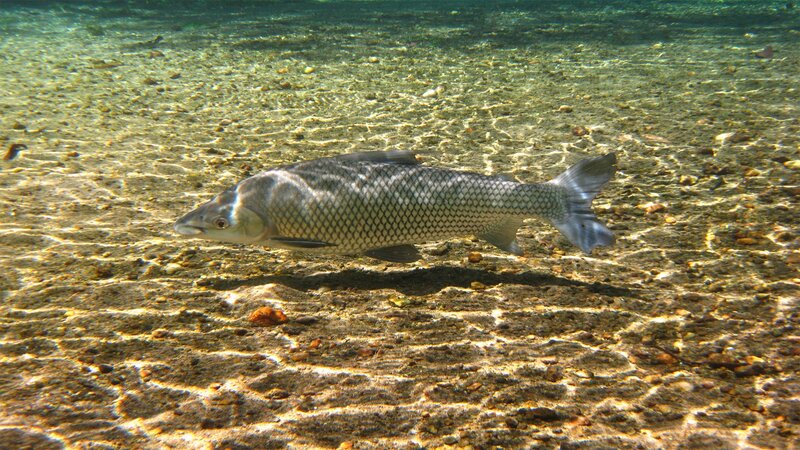 Carp Fish in Water — Green, Serene