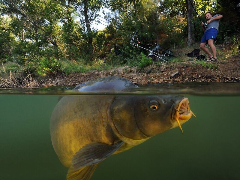 Carp Fish in Water — Green