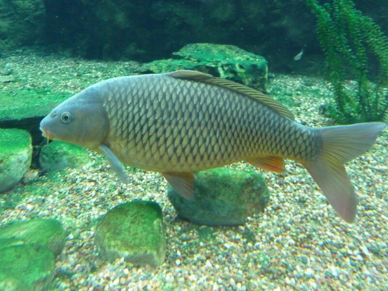 Carp Fish in Water