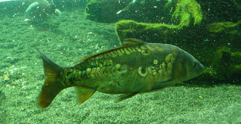 Carp Fish Underwater — Green