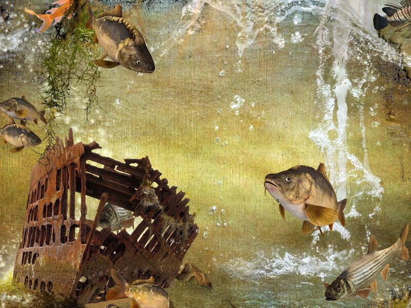 Carp Fish Underwater