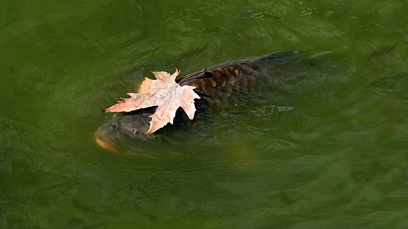 Carp Fish with Leaf