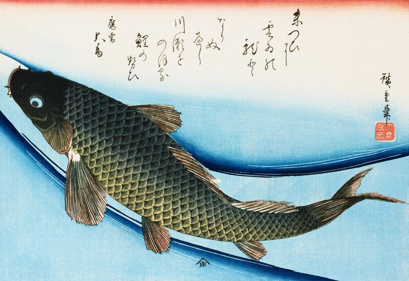 Carp in Blue Water