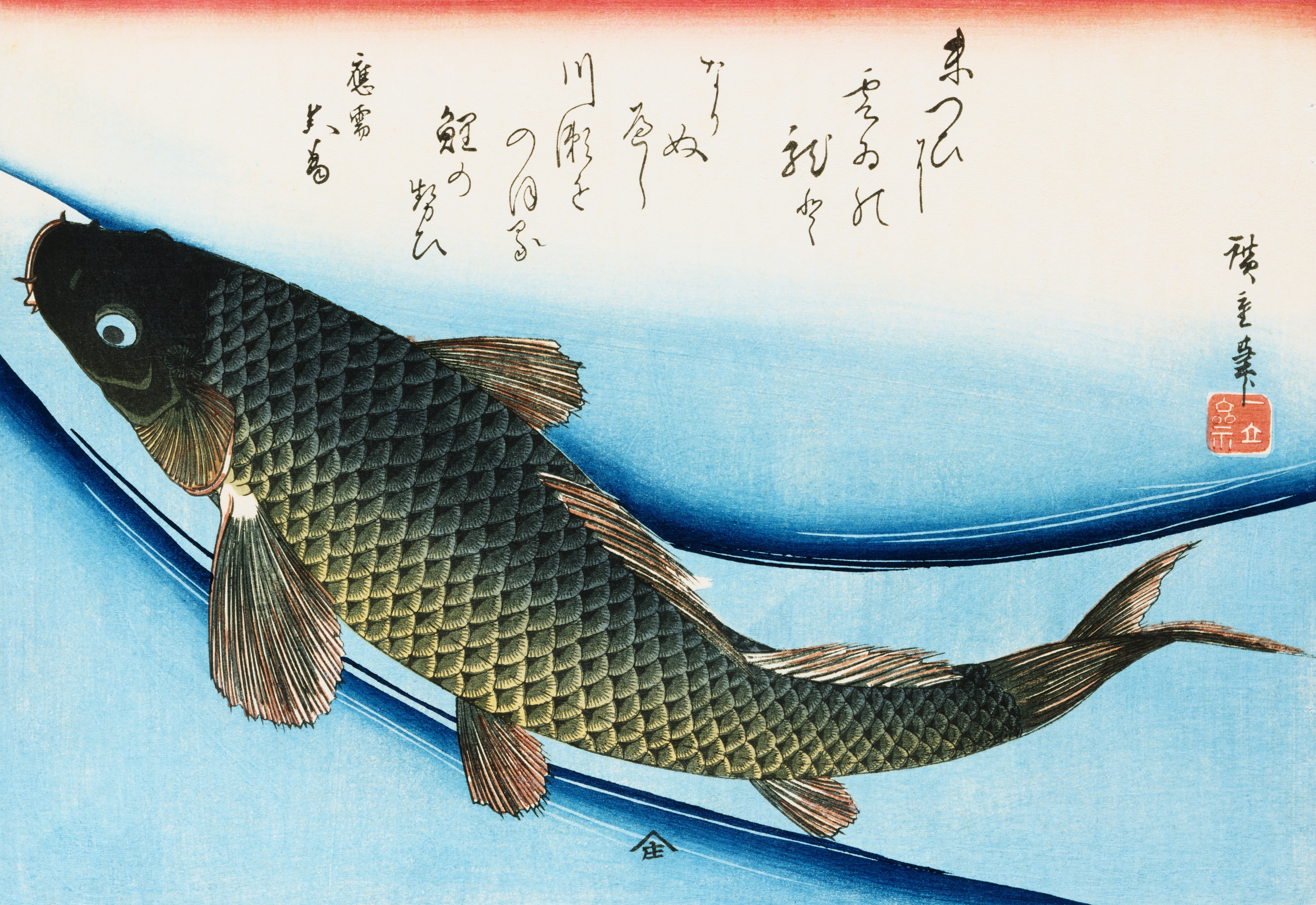 Carp in Blue Water
