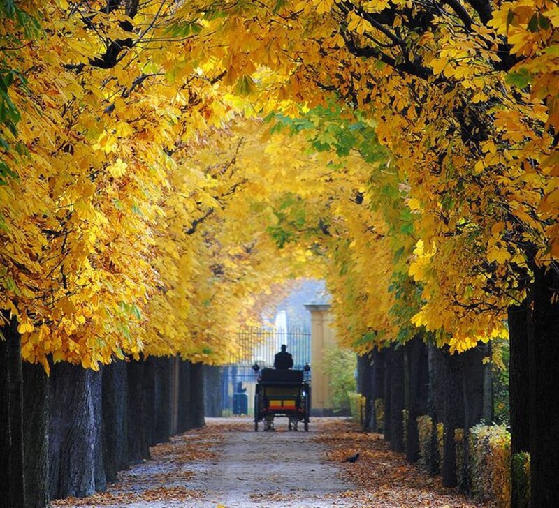 Carriage on Leafy Path