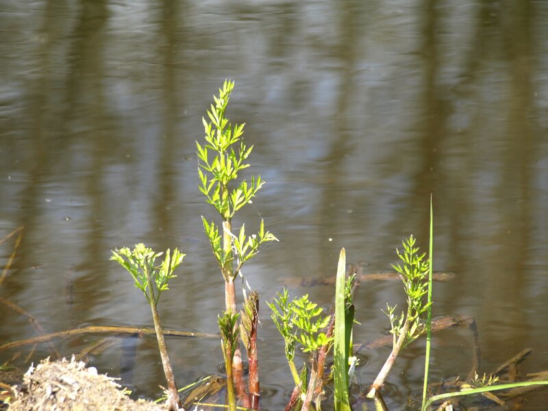 Carrot Plants in Water