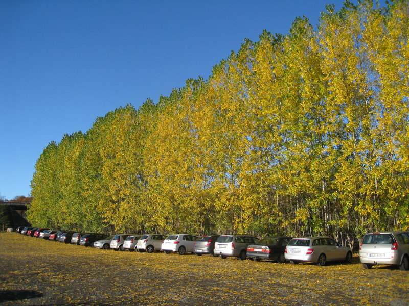 Cars Parked in Autumn