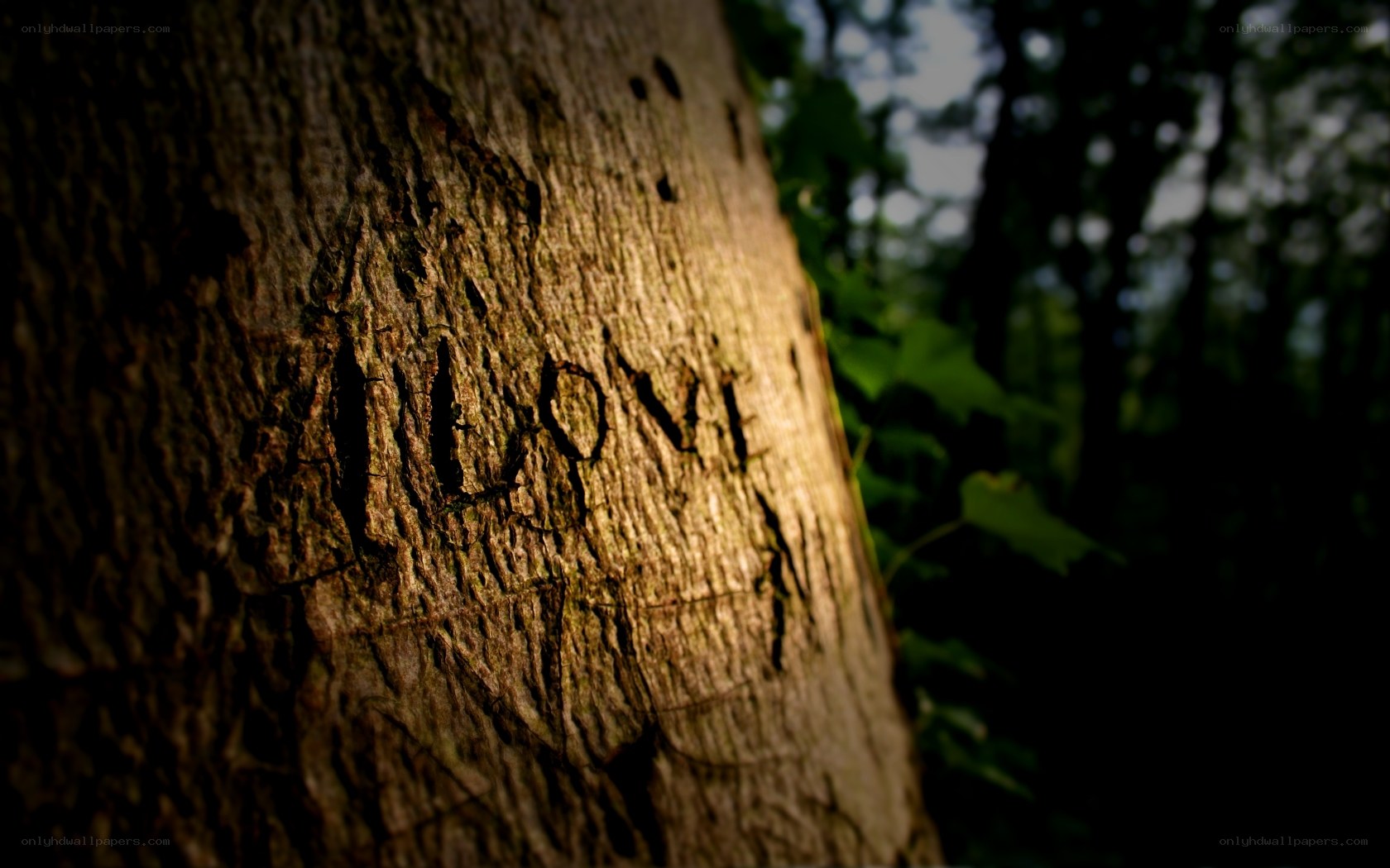 carved love on a tree