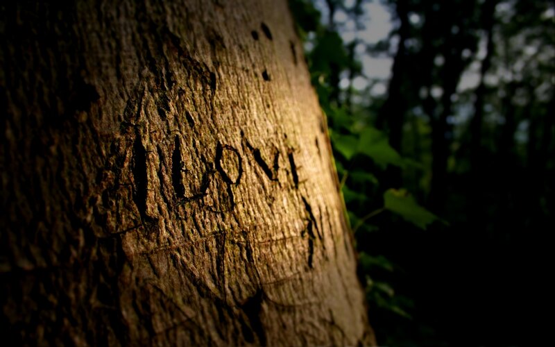 carved love on tree