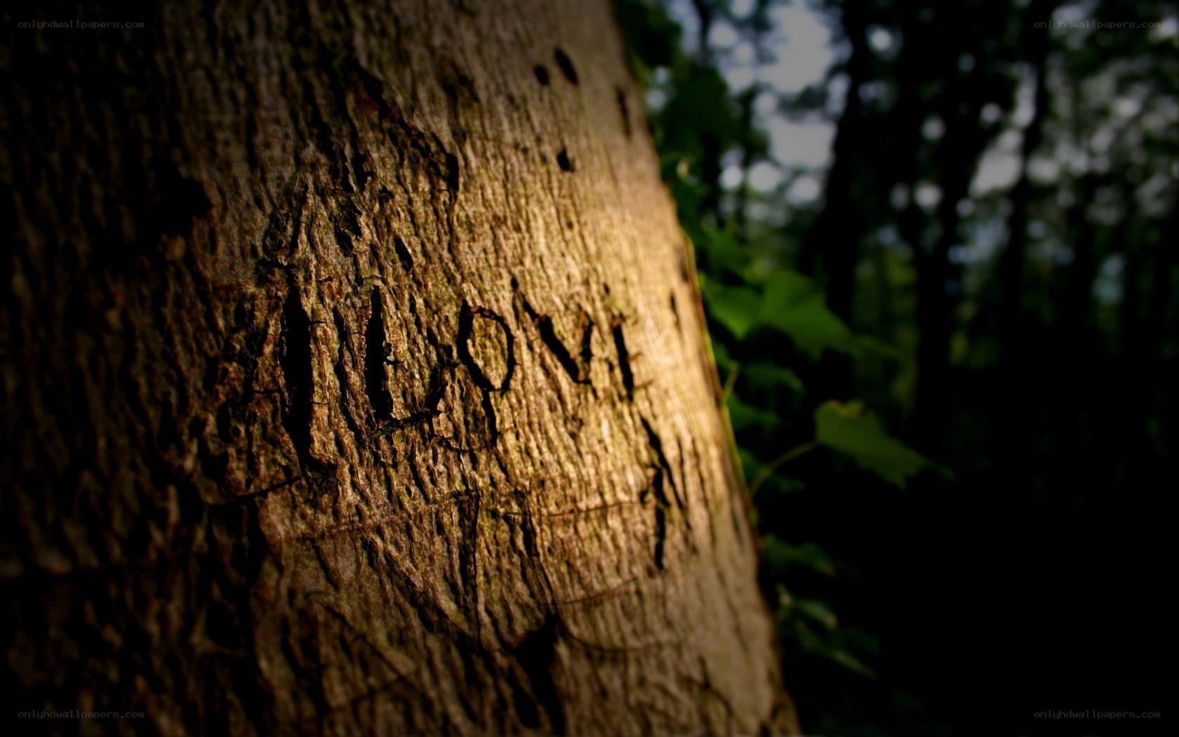 carved love on tree