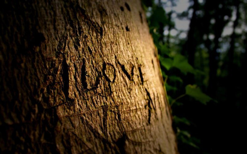 carved name on tree trunk