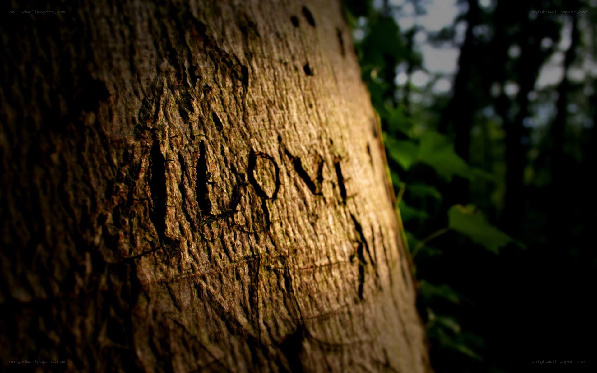 carved name on tree trunk