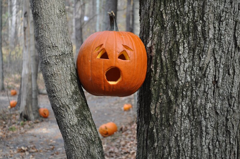 Carved Pumpkin Between Trees