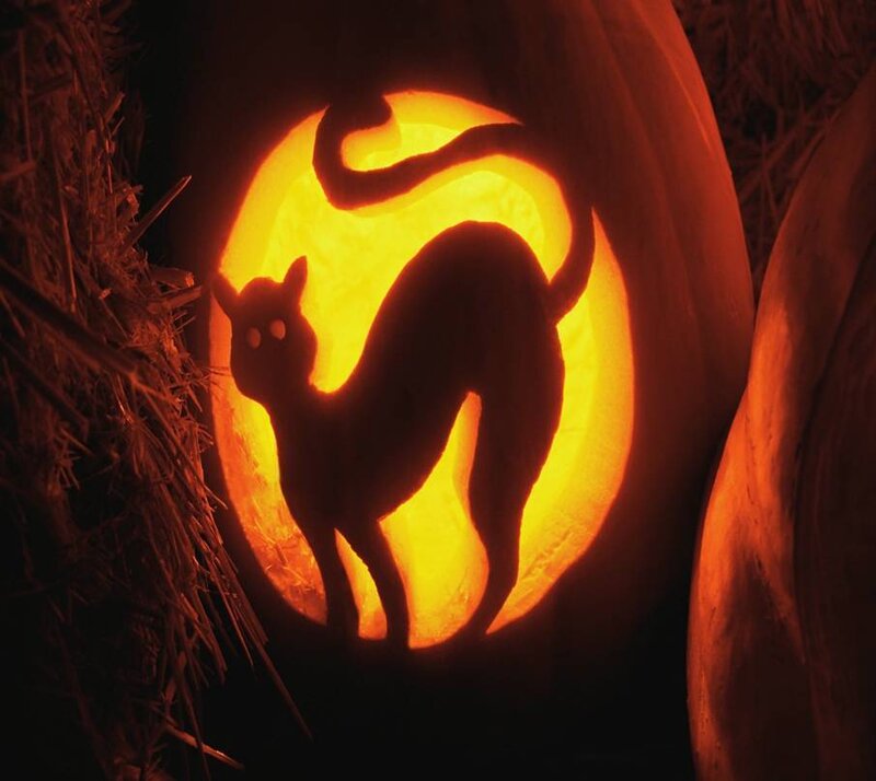 carved pumpkin with cat silhouette