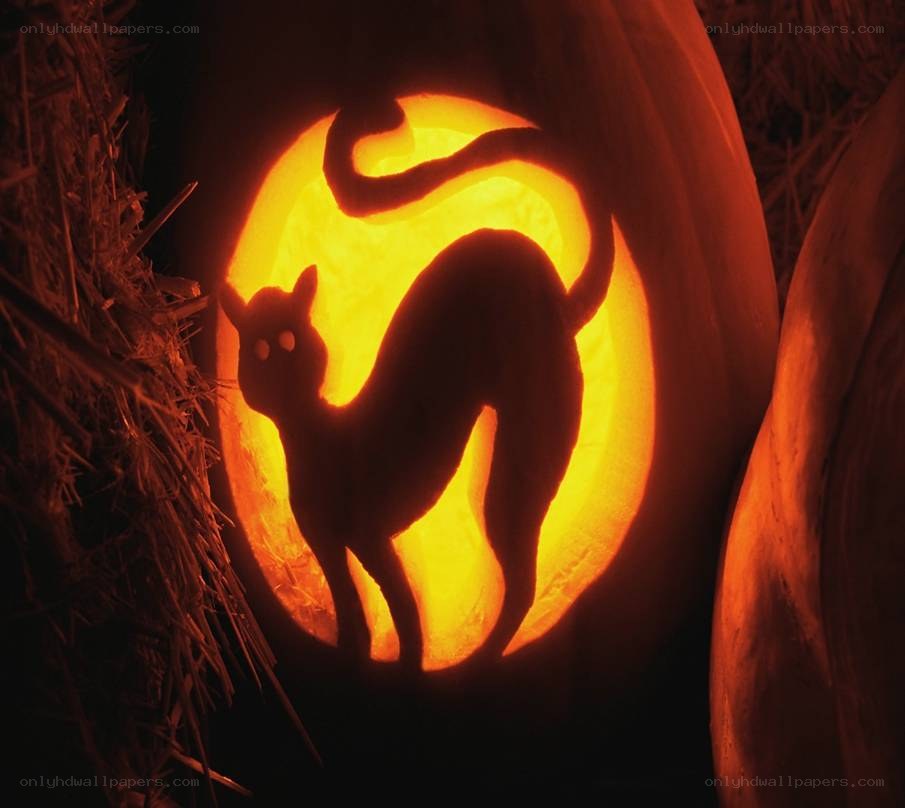 carved pumpkin with cat silhouette