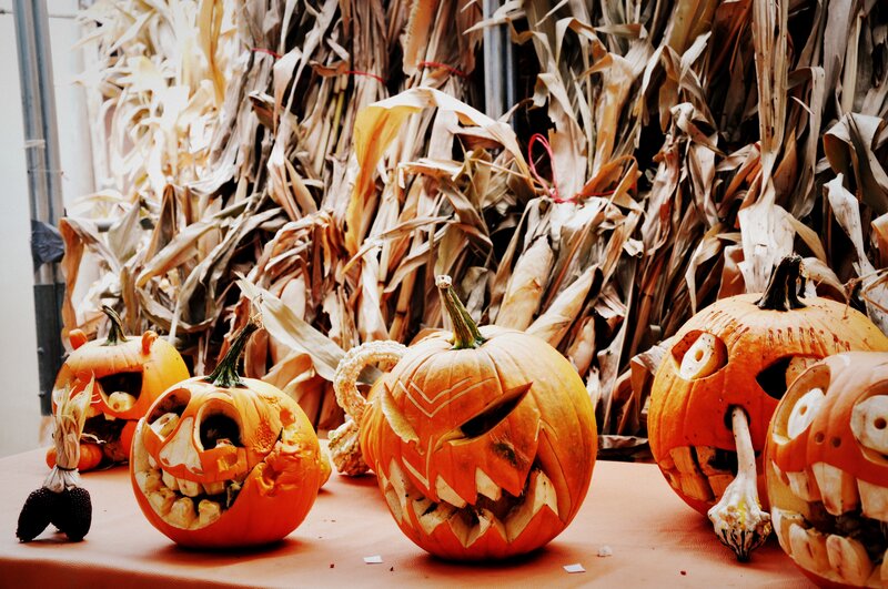 Carved Pumpkins on Table — Orange, Festive