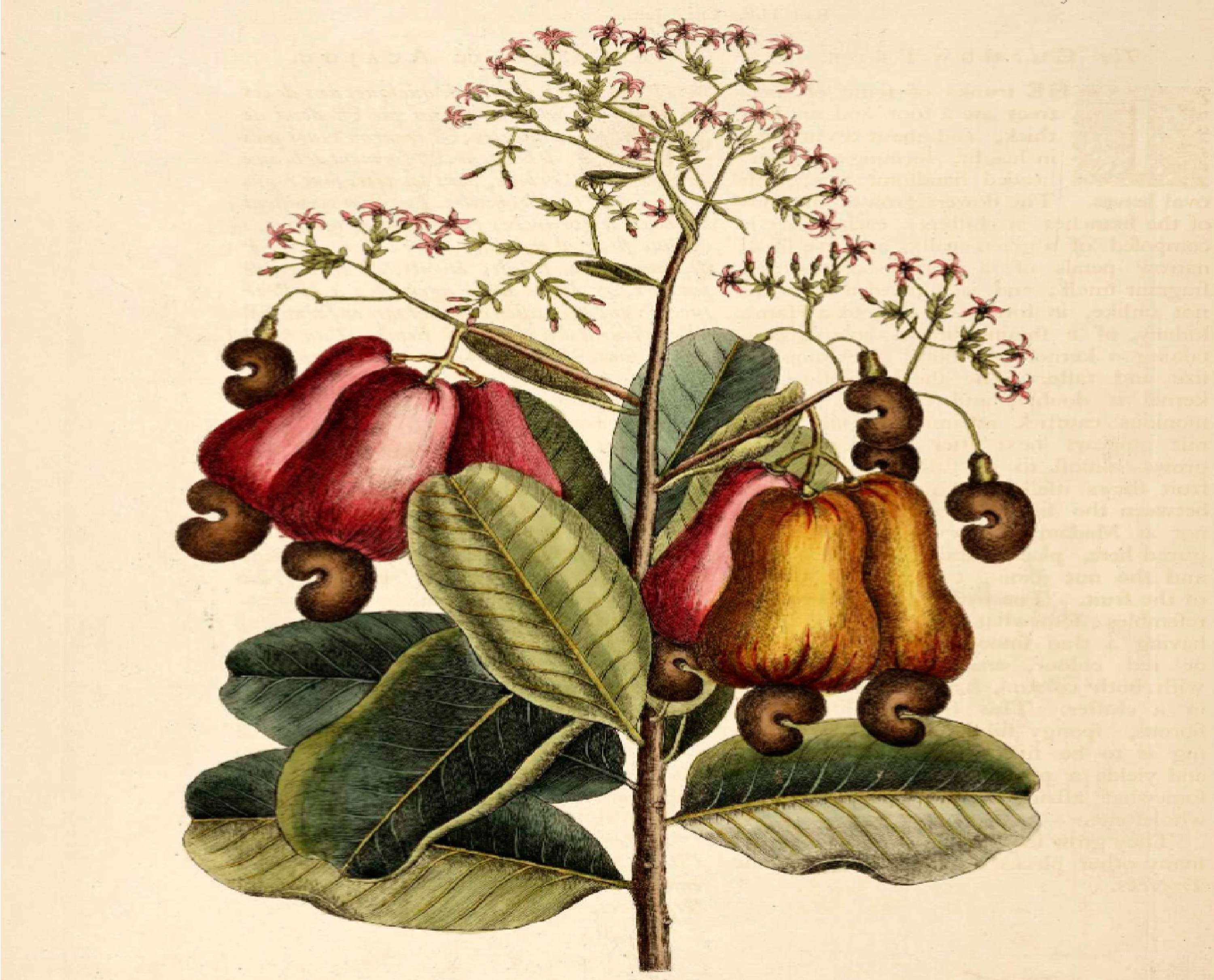 Cashew plant illustration