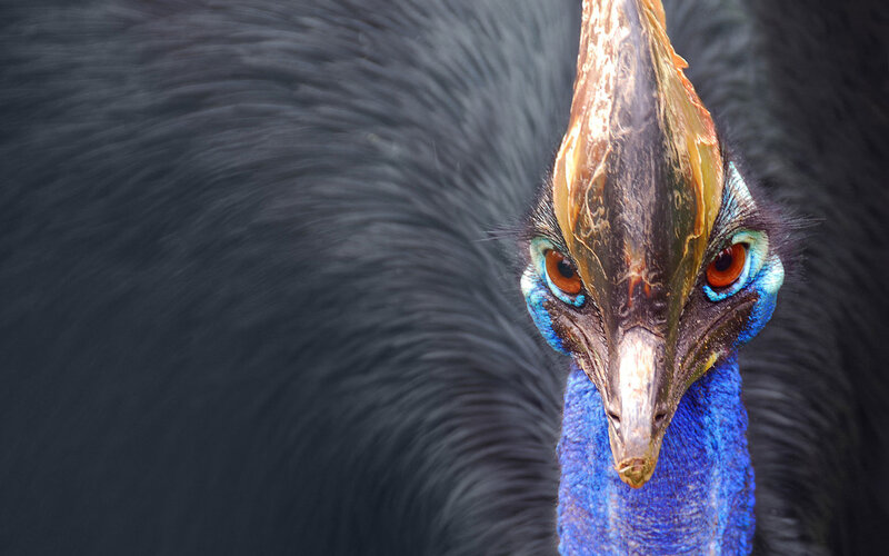 Cassowary Bird Face