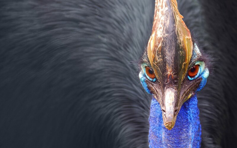 Cassowary Bird