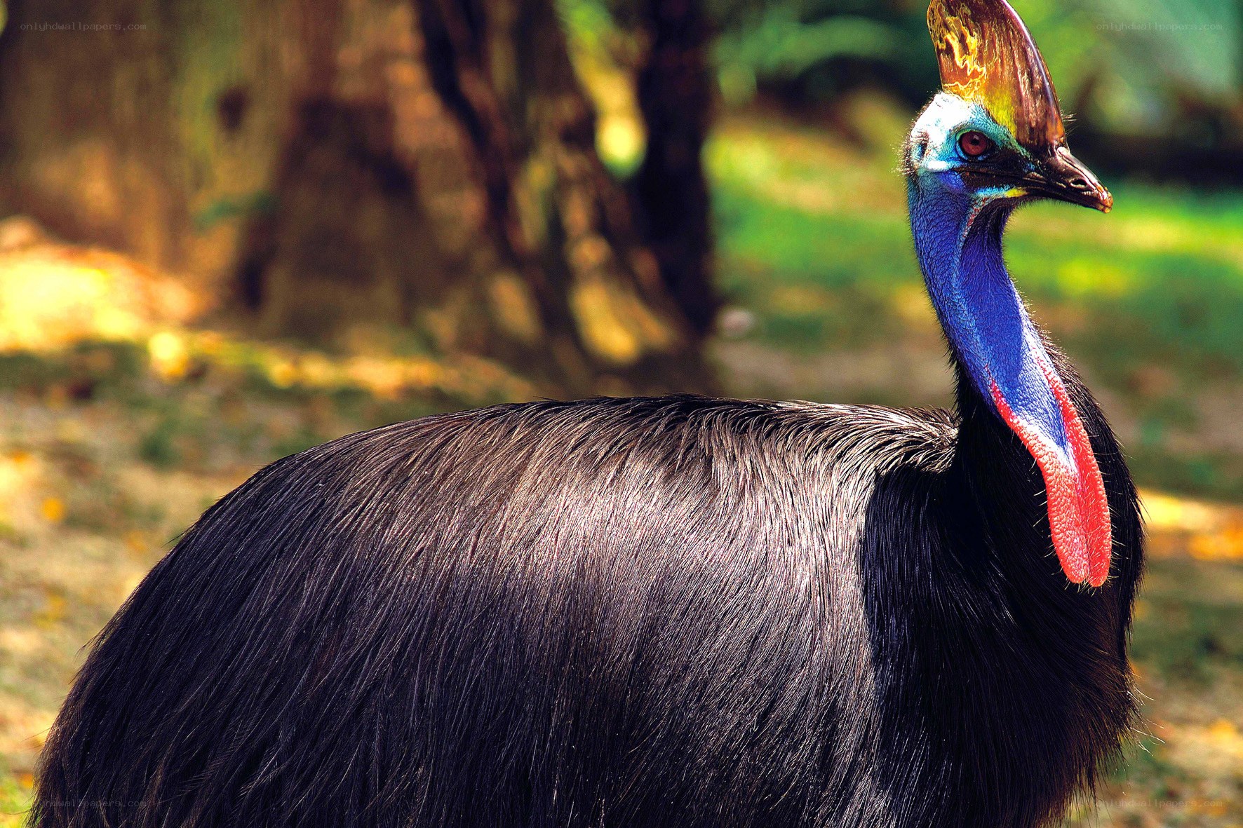 Cassowary in forest