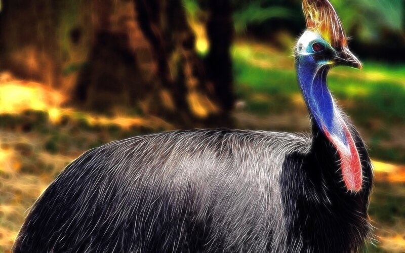 Cassowary in forest