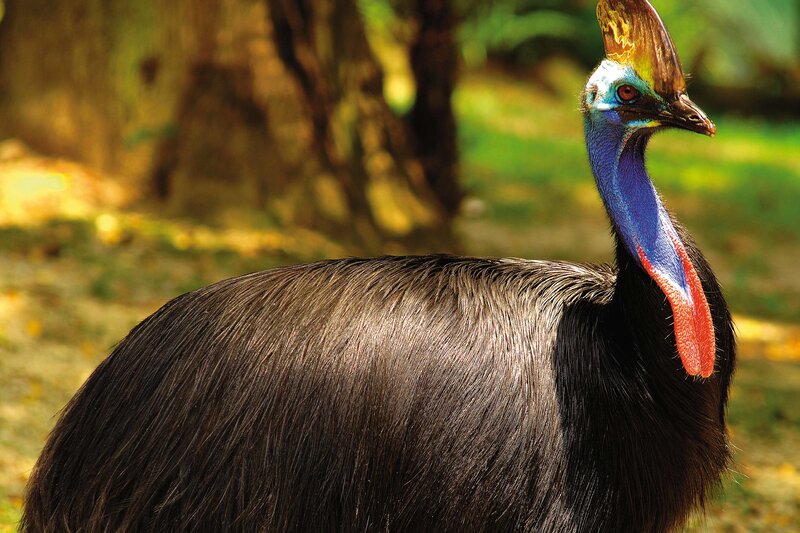 Cassowary in forest
