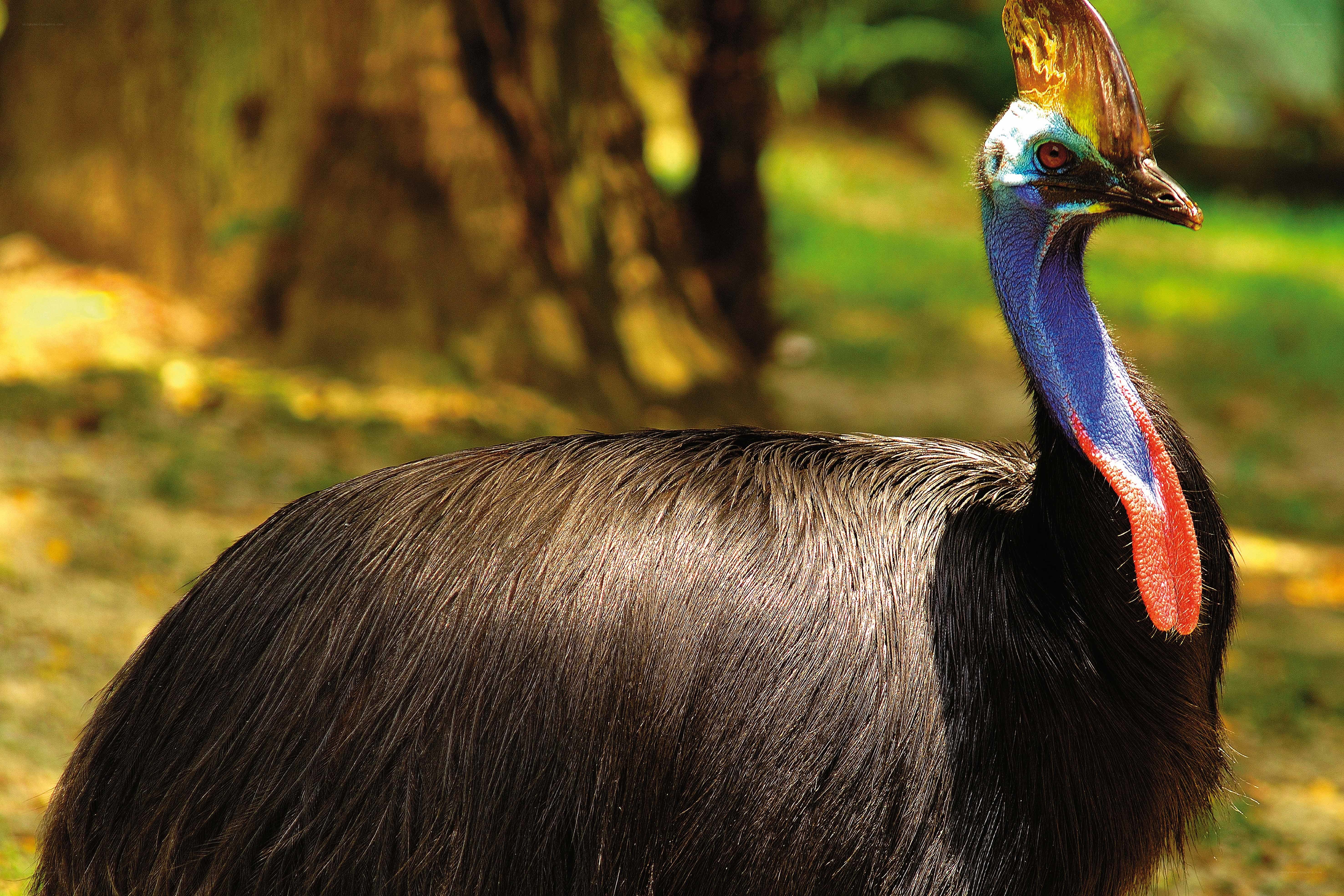 Cassowary in forest