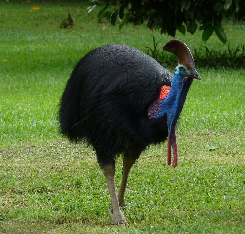Cassowary on a grassy field
