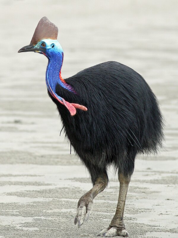 Cassowary on sandy ground