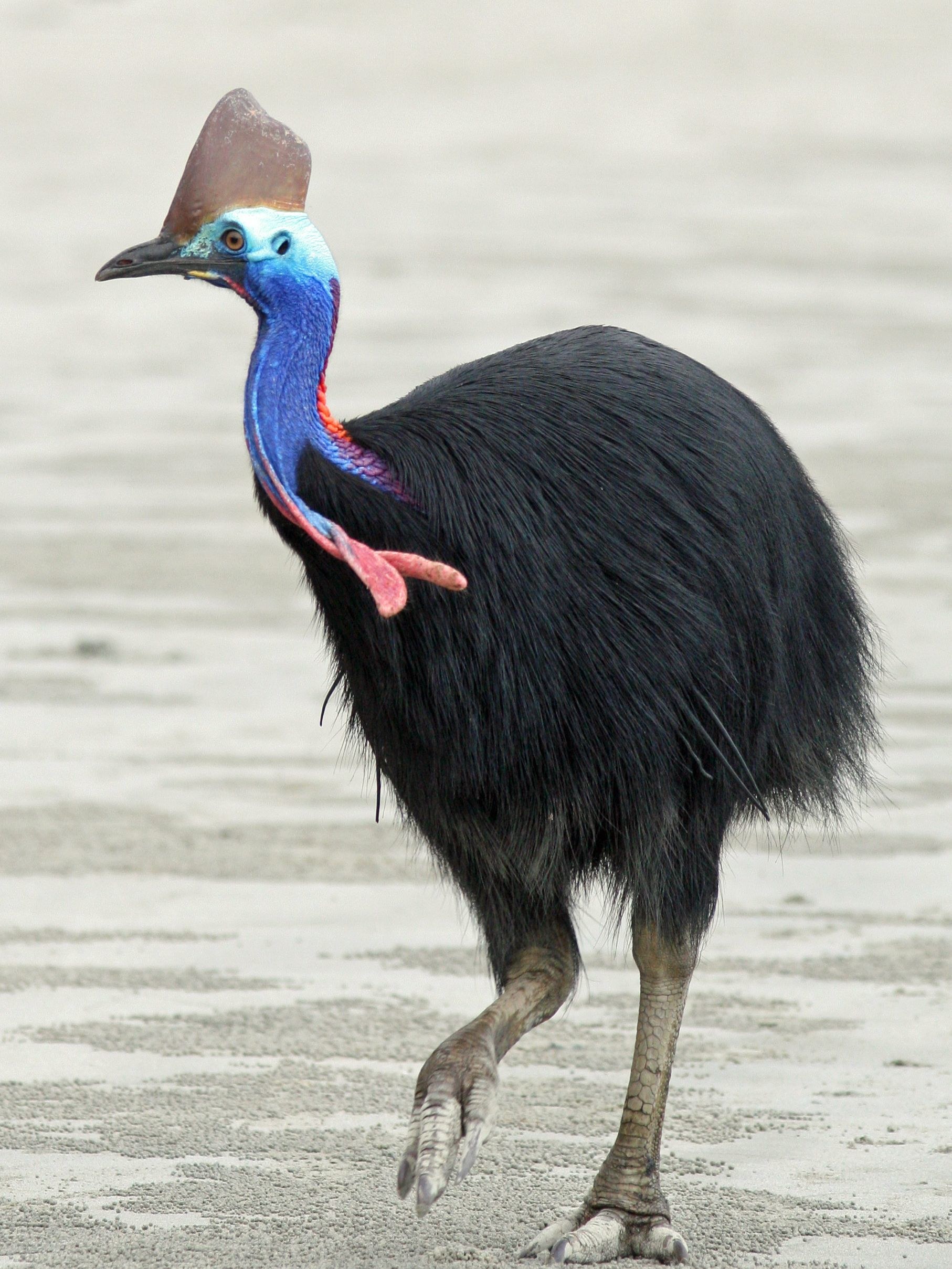Cassowary on sandy ground