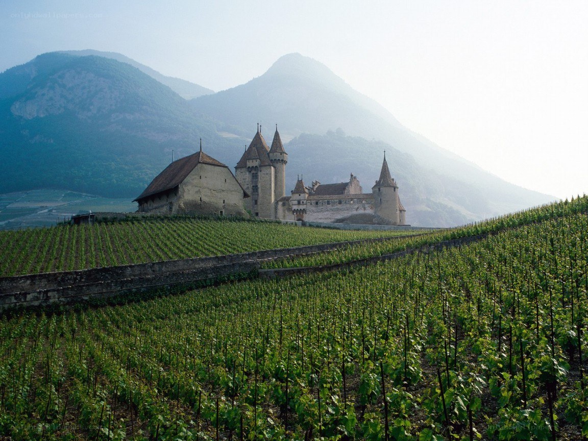 Castle amidst vineyards