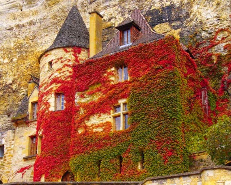castle covered in ivy