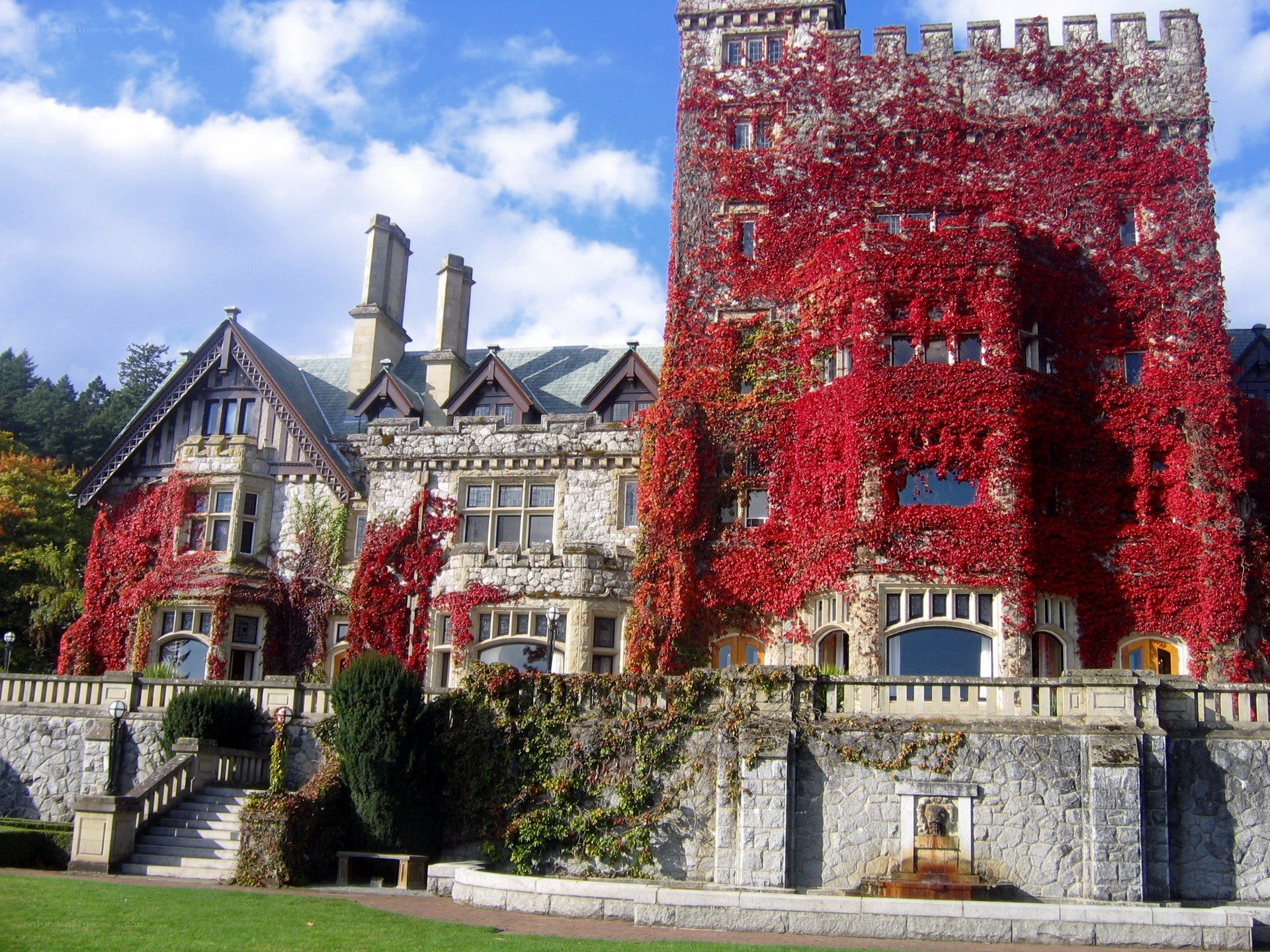 castle covered in red ivy